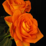 ΤΡΙΑΝΤΑΦΥΛΛΙΕΣ ΘΑΜΝΩΔΗΣ (Θ1)