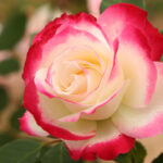 ΤΡΙΑΝΤΑΦΥΛΛΙΕΣ ΘΑΜΝΩΔΗΣ (Θ12)