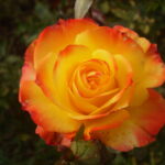 ΤΡΙΑΝΤΑΦΥΛΛΙΕΣ ΘΑΜΝΩΔΗΣ (Θ13)