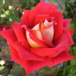 ΤΡΙΑΝΤΑΦΥΛΛΙΕΣ ΘΑΜΝΩΔΗΣ (Θ14)