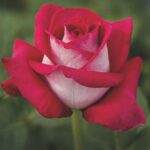 ΤΡΙΑΝΤΑΦΥΛΛΙΕΣ ΘΑΜΝΩΔΗΣ (Θ2)