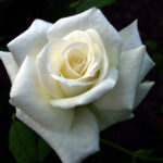 ΤΡΙΑΝΤΑΦΥΛΛΙΕΣ ΘΑΜΝΩΔΗΣ (Θ3)