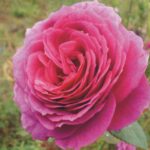 ΤΡΙΑΝΤΑΦΥΛΛΙΕΣ ΘΑΜΝΩΔΗΣ (Θ5)