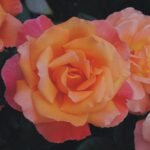 ΤΡΙΑΝΤΑΦΥΛΛΙΕΣ ΘΑΜΝΩΔΗΣ (Θ6)