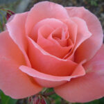 ΤΡΙΑΝΤΑΦΥΛΛΙΕΣ ΘΑΜΝΩΔΗΣ (Θ7)