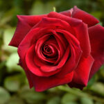 ΤΡΙΑΝΤΑΦΥΛΛΙΑ ΑΝΑΡΡΙΧΩΜΕΝΗ (Α2)